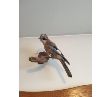 Geai empaillé/naturalisé Taxidermie