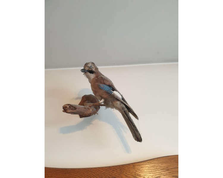 Geai empaillé/naturalisé Taxidermie