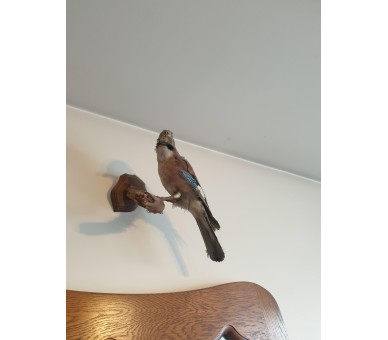Geai empaillé/naturalisé Taxidermie