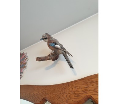 Geai empaillé/naturalisé Taxidermie