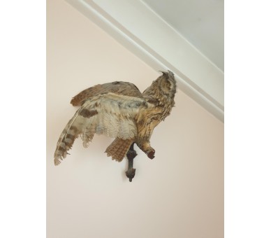 Chouette empaillée/naturalisée Taxidermie