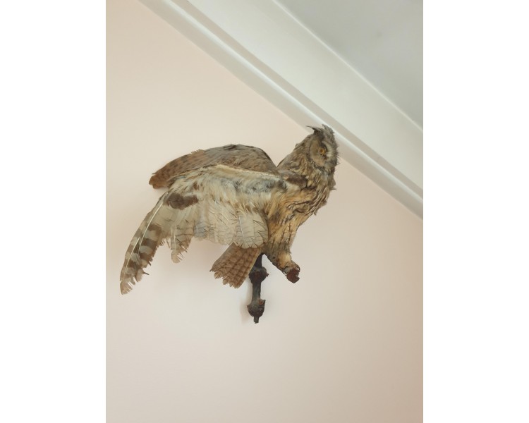 Chouette empaillée/naturalisée Taxidermie