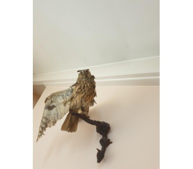 Chouette empaillée/naturalisée Taxidermie