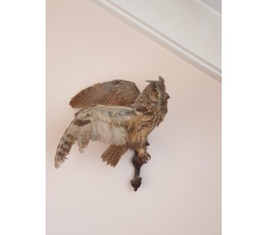 Chouette empaillée/naturalisée Taxidermie