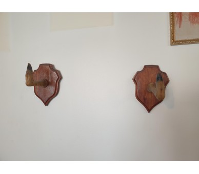 Pattes de chevreuil naturalisées Taxidermie