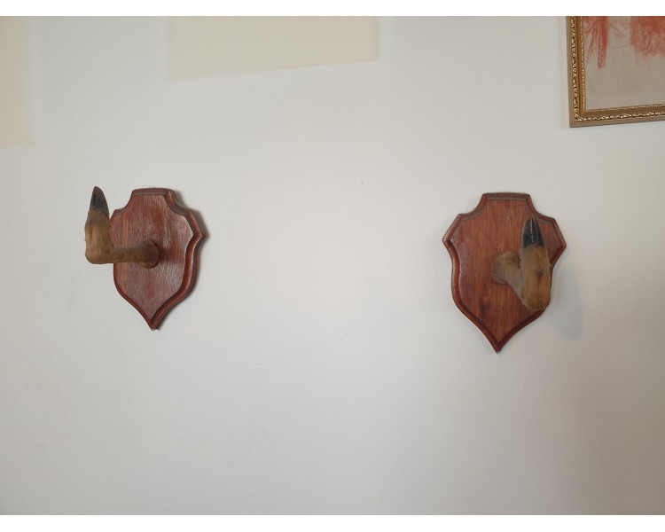 Pattes de chevreuil naturalisées Taxidermie
