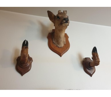 Pattes de chevreuil naturalisées Taxidermie