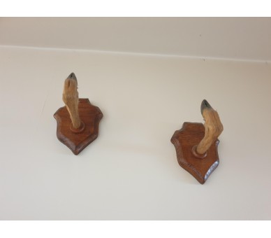Pattes de chevreuil naturalisées Taxidermie