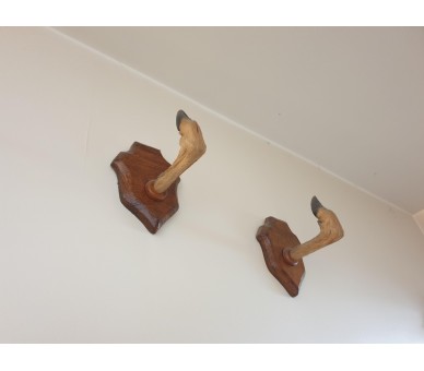 Pattes de chevreuil naturalisées Taxidermie